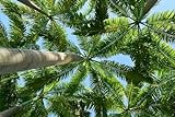Palmendünger, Freilandpalmendünger, geeignet für frostgeschädigte Palmen! 22KW-natur 10KG