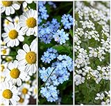 Echte Kamille, Hirtentäschel, Acker Vergissmeinnicht Samen. 'Wildblumen - Heilpflanzen Mix' (10000 Samen)