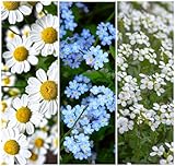 Echte Kamille, Hirtentäschel, Acker Vergissmeinnicht Samen. 'Wildblumen - Heilpflanzen Mix' (50000 Samen)