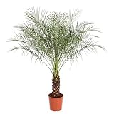 Phoenix Roebelenii Zwergdattelpalme