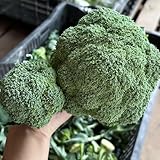 brokkoli brokkolisamen exotische pflanzen winterhart, bonsai samen wintergemüse pflanzen kaufen gartenpflanzen winterhart mehrjährig zimmerpflanzen samen, balkon gemüse gartenkräuter 60pcs