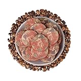 HQZMCTE Premium Kaffee Pu-Erh Reifer Tee- Yunnan Pu-erh Mit Reichem Kaffeearoma, Komprimierte Mini-Teekuchen (1000g)