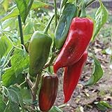 Paprika Kurtovska Kapiya Samen für ca. 20 Pflanzen - milder, serbischer Paprika