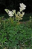 Echte Mädesüß (Filipendula ulmaria) 500 Samen