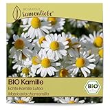 Samenliebe BIO Kamille Samen alte Sorte Echte Kamille Lutea Wildkräuter Bienenpflanze weiß 3000 Samen samenfestes Kräuter Saatgut für Küche indoor und Balkon Garten BIO Kräutersamen mehrjährig