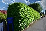 30st. Kirschlorbeer Rotundifolia 30-60cm reine Pflanzenhöhe im Topf Buschige Pflanzen XXL Prunus laurocerasus Lorbeer schnellwachsend Heckenpflanzen