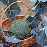 brokkoli brokkolisamen winterharte pflanzen für garten gemüsesamen, exotische zimmerpflanzen zimmerpflanzen samen, balkon gemüse gartenkräuter samen, hochbeete für garten winterharte 125pcs
