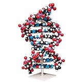 Molymod Riesen DNA Modell