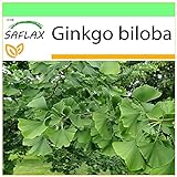 SAFLAX - Ginkgo - 4 Samen - Ginkgo biloba