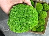 Prefleur konservierte Pflanzen Stange Mooskissen Dutt Kissen Natur Grün Dekorativ Echt Natur Grün DIY Kit Terrarien Gartenarbeit Kunst Wanddekoration Florist Dekor (Green-b, 1.5 sq.ft.)