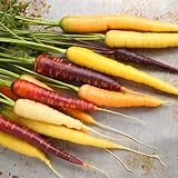 Möhren Karotten Rainbow F1 125 x Samen hohe Keimfähigkeit