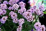 Patagonisches Eisenkraut - Verbena bonariensis - 200 Samen