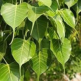 Ficus religiosa pflanze - samen hochbeete für garten winterfeste pflanzen für balkon pflanzenkübel zimmerpflanze - Seltene pflanzen serie - indoor garten bonsai topf balkon pflanze 60pcs