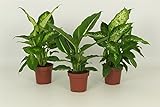Dieffenbachie, 3er Set mit 3 verschiedenen Sorten, Zimmerpflanzen, sehr pflegeleicht ideal für Anfänger (3er Set je im 12cm Topf, ca. 40cm hoch)