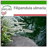 SAFLAX - Heilpflanzen - Echtes Mädesüß - 500 Samen - Mit keimfreiem Anzuchtsubstrat - Filipendula ulmaria