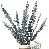 Eukalyptus Getrocknet - Natürliche Trockenblumen, 11 Stück Set Enthält Grußkarten, Eukalyptus echt ewig Haltbare Trockenblumen, Dekoration für die perfekte Hochzeit、Blumen Arrangements Heim Decor