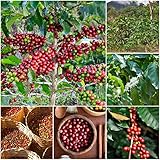50 Stück bohnen kaffee pflanzen samen kaffeebohnen kaffebohnen coffee kaffeepflanze - Seltene Pflanzenserie - bonsai kaufen pflanzen geschenk baumsamen steingartenpflanzen winterhart balkonkästen