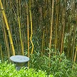 bambus balkon - samen immergrüne pflanzen winterhart bambuspflanze wanddeko pflanzen winterharte pflanzen für balkon bonsai baum kräutersamen gartenpflanzen winterhart exotische 300pcs