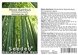 Seedeo® Moso Bambus (Riesenbambus) Phyllostachys edulis 100 Samen