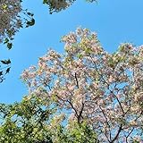 Neem Pflanze Samen, kräutergarten geschenk Niembaum, Neem Baum Pflanze, bonsai samen gartenpflanzen exotische samen pflanzen für sonnige plätze baum samen winterhart seltene pflanzen 125pcs