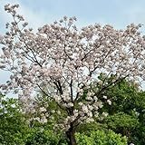 Neem Pflanze Samen, stauden winterhart mehrjährig Niembaum, Neem Baum Pflanze, seltene pflanzen grünpflanzen immergrüne pflanzen winterhart bonsai samen bäume kaufen baumsamen bio 15pcs