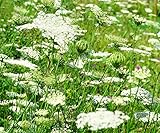 Wilde Möhre - Wilde Karotte - Daucus carota - 1000 Samen
