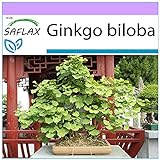 SAFLAX - Bonsai - Ginkgo - 4 Samen - Ginkgo biloba