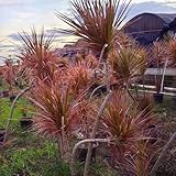 drachenbaum samen zimmerpflanze, bio samen alte sorten dracaena marginata, winterharte pflanzen für den garten gartenpflanzen winterhart mehrjährig exotische pflanzen winterhart 20pcs
