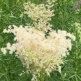 mädesüß samen, küchenkräuter balkonpflanzen heilkräuter samen zimmerpflanzen bio saatgut, pflanzensamen hochbeet samen, pflanzen für sonnige plätze blumenwiese, gartendeko für draußen 100pcs