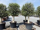 gruenwaren jakubik winterharter XL Olivenbaum Premiumqualität 45 Jahre, extra dicke Stämme, winterhart