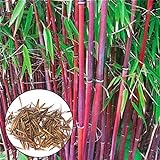 Benoon 300 Stück Bambus samen, Pflanzens amen Spiritueller Trost Dekorative Mischfarbe Leicht zu kultivieren Gartens amen für Hof Mischfarbe