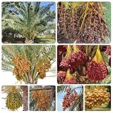 dattelpalme zimmerpflanze samen, exotische zimmerpflanzen samen bienenweide saatgut mehrjährig bonsai exotische pflanzen bonsai baum balkonpflanzen topfpflanzen draußen winterhart 35pcs