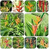 heliconia rostrata samen pflanzensamen helikonien stauden kräutersamen topfpflanzen flower seeds saatgut mehrjährig winterhart bienenfreundliche blumensamen mini garten 350pcs