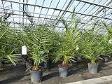 gruenwaren jakubik Palme 140 cm, Phoenix canariensis, kanarische Dattelpalme, kräftige Palmen Premium Qualität