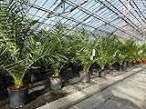 gruenwaren jakubik Palme 90-120 cm, Phoenix canariensis, kanarische Dattelpalme, kräftige Palmen, keine Jungpflanzen