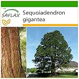 SAFLAX - Berg - Mammutbaum - 50 Samen - Mit keimfreiem Anzuchtsubstrat - Sequoiadendron gigantea