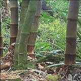 TROPICA - Gräser und Bambus - Riesenbambus (Dendrocalamus giganteus) - 50 Samen