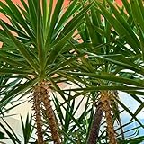 50 pcs Yucca elephantipes Palme Samen, pflanzen deko bonsai samen deko wohnzimmer balkon bonsai bäumchen kaufen dekopflanzen zimmerpflanze plantura pflanzensamen geschenk bonsai baum