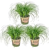 Bloomique - 3er Set - Cyperus Zumula - Katzengras Fertig Gewachsen - Zimmerpflanzen - Pflegeleicht - Haustierfreundlich - Höhe 20-30 cm - Topf 12 cm