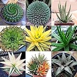 100 Stück gemischte Aloe-Vera-Samen, Kräuter-Sukkulenten-Hausgarten-Bonsai-Dekor, Kakteen- und Sukkulentensamen, Grassamen, Kräutersamen Aloe Vera Samen#