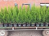 Edel Thuja Smaragd immergrüner Lebensbaum Heckenpflanze Zypresse im Topf gewachsen 100-120cm (10 Stück)