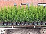 Edel Thuja Smaragd immergrüner Lebensbaum Heckenpflanze Zypresse im Topf gewachsen 100-120cm (1 Stück)