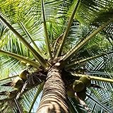 10 pcs kokospalme echte pflanze samen, garten hochbeet, pflanzen winterhart, kokospalme samen (Cocos nucifera) säulenobstbäume, garten säulenobst winterhart, samen garten geschenke