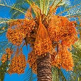 dattelpalme kaufen samen - hochbeet für balkon topfpflanzen für draußen blumengarten exotische pflanzen balkon beet baum bonsai samen bio saatgut alte sorten küche deko blumengarten 10pcs