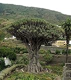 Kanarischer Drachenbaum (Dracaena draco) 10 Samen