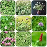 rotklee samen indoor kräutergarten kräutersamen - Seltene pflanzen serie - rotklee pflanze kräuter samen winterharte stauden dekopflanzen blumensamen kleesamen blumendeko gartensamen 250pcs