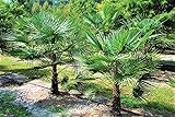 Trachycarpus Fortunei Hybrid Hanfpalme bis 130 cm Höhe aus Deutscher Freilandzucht. Frosthart bis - 19 Grad