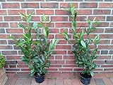 10 Kirschlorbeer Pflanzen, Höhe: 60-70 cm ab Topf, Prunus Caucasica