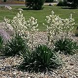 Palmlilie - Yucca filamentosa