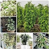 30 pcs birkenfeige samen - Ficus benjamina - winterharte pflanzen für garten, gartenpflanzen birkenfeige zimmerpflanze garten geschenk, bio saatgut bonsai samen, hochbeet balkon saatgut,